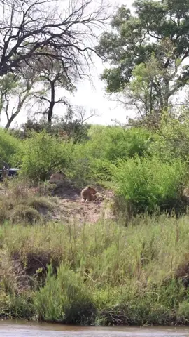 One of the Gijima males chasing after members of the Kambula pride credits filmedbygeena mashelemark #lionlover #saveanimals justicefororpadan justiceforlorkulup justiceforolobor justiceforoloisiadu #followers➕ #fyp #viral 