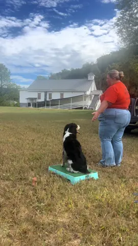 Yesterday was our first time trying both of my spaniels! I’m super excited for this as I absolutely love brace work with them - whether it’s a simple heel off leash or something more challenging like this. #DogTraining #spaniels 