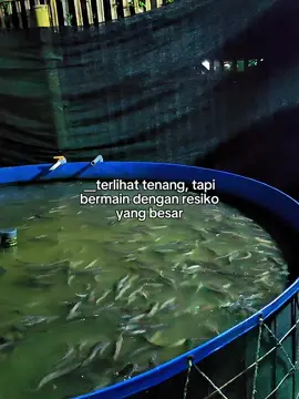 Kolam D3 tebar 5000 ekor #pembesaranlele #fishfarming #fullsenyum #tebarpadatlele #ikanairtawar 