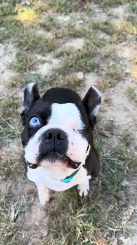 Professional attention seeker❤️ #bostonterrier #dogsoftiktok #adopt #rescue #dogmom 