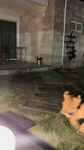 พี่เลี้ยงแพ้เสียงในหัวสุดๆ#lioncafe #คนเลี้ยงสิงโต #lion #reels #phuket @จี้หยกสิงโต🦁🫶🏻 