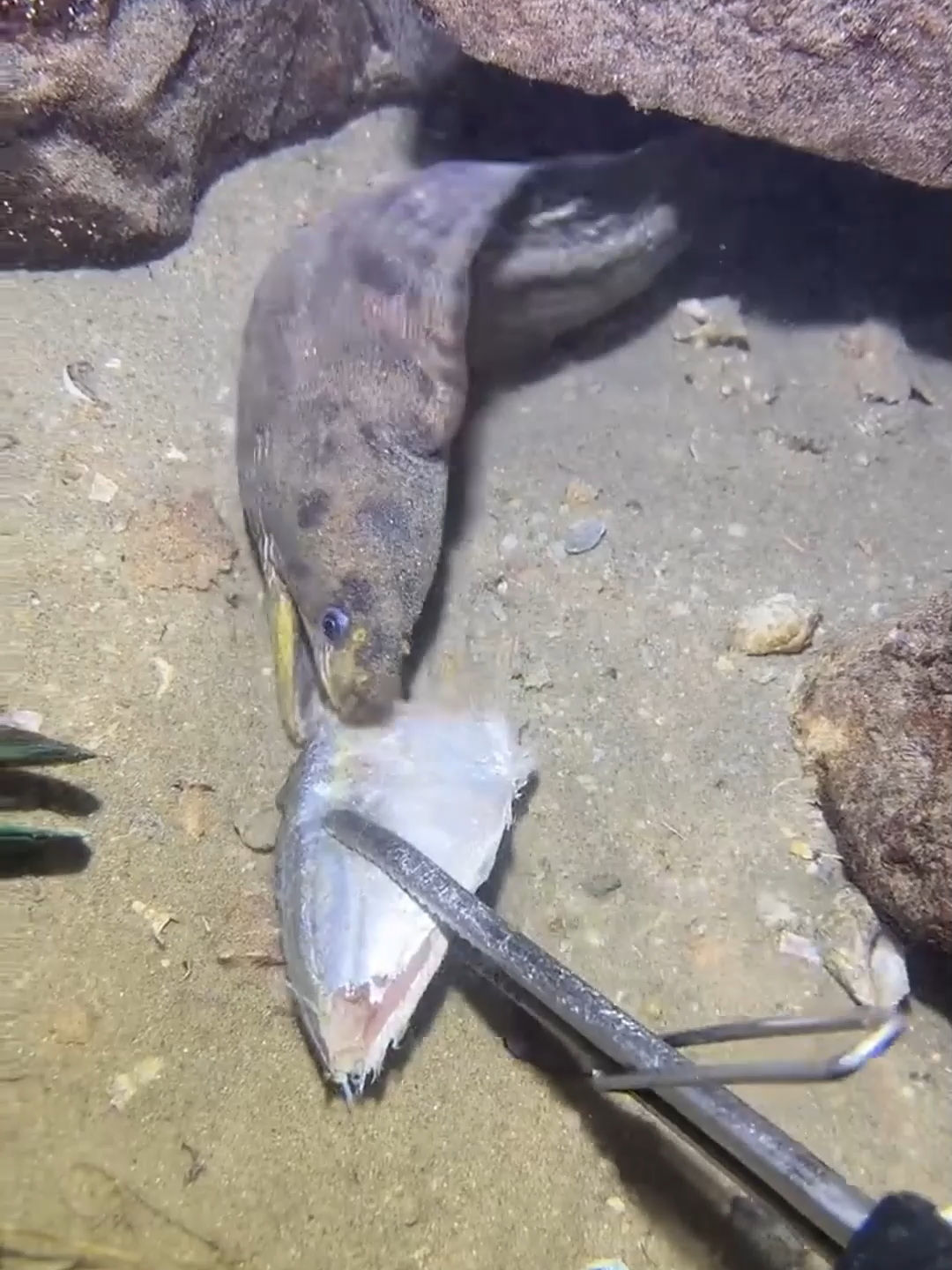 #diving #fishing #eels #crab #lobster #beach #deepsea #catchthesea #nature #sea