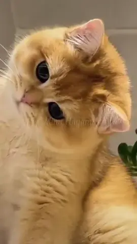Tanda-tanda kucing sayang sama kamu #Fyppppp_fyppppp