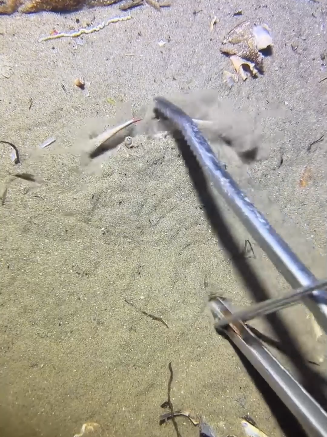 #fishing #diving #eels #crab #lobster #beach #deepsea #catchthesea #nature #sea