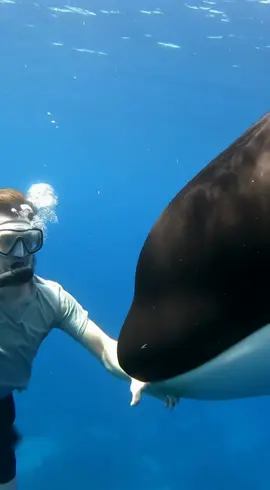 Orca attack Florida 2025 #orca 