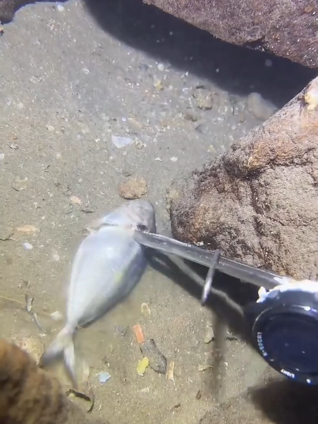 #fishing #diving #eels #crab #lobster #beach #deepsea #catchthesea #nature #sea