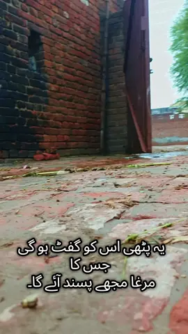 🐔apnay murgo ki photo comment kro jaldi😍 #creatorsearchinsights #foryoupage #trending #viral #aseellover 