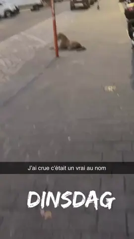 @BLK⭕️ t’es un malade comment tu crois c’est un vrai. 🤣🤣🤣🤣#fyp #viral #pourtoi 