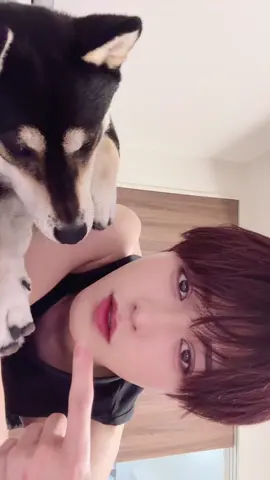 柴犬この時期の抜け毛ツラい、 飼ってる人はわかるよね