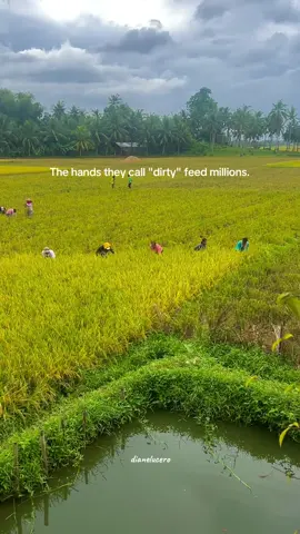 Respect👨‍🌾 #farmer #harvesting #ricefields 