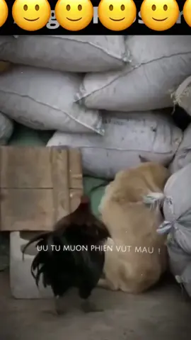 8h tô hiệu có cảnh k ???#xuhuong