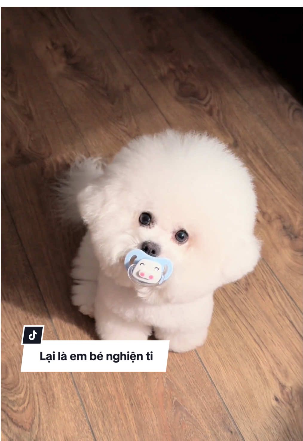 Lại là con, em bé nghiện ti giả đây cô chú ơi #cuccungconer #thucungdethuong #chocondethuong #poodles #poodletiny 