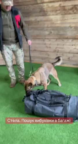 #dog #собака #k9 #k9training #detectiondog #detectiondog #policek9 #кінолог @Malina @Кінологія-наука про собак @Shaman230487 @Detection dog training 