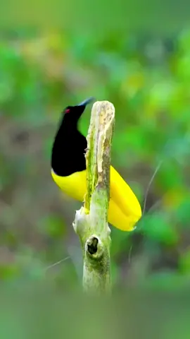 The twelve-line bird of paradise, while courting its beloved, really puts in a lot of effort! #bird #birdsoftiktok #birdtok #animals #birdsarentreal 