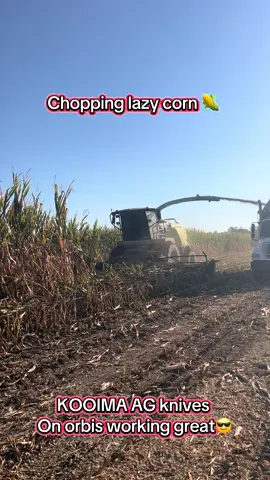 Link in bio for KOOIMA AG. #califarmer #farmtok #kooimaag #silage #cows 