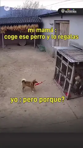 Cuando mamá te dice “¡no toques eso!”... y el firu decide declarar la guerra al gallinero 🐶💥🐔 #firulais    #tiktokviral  #redpatrianueva 