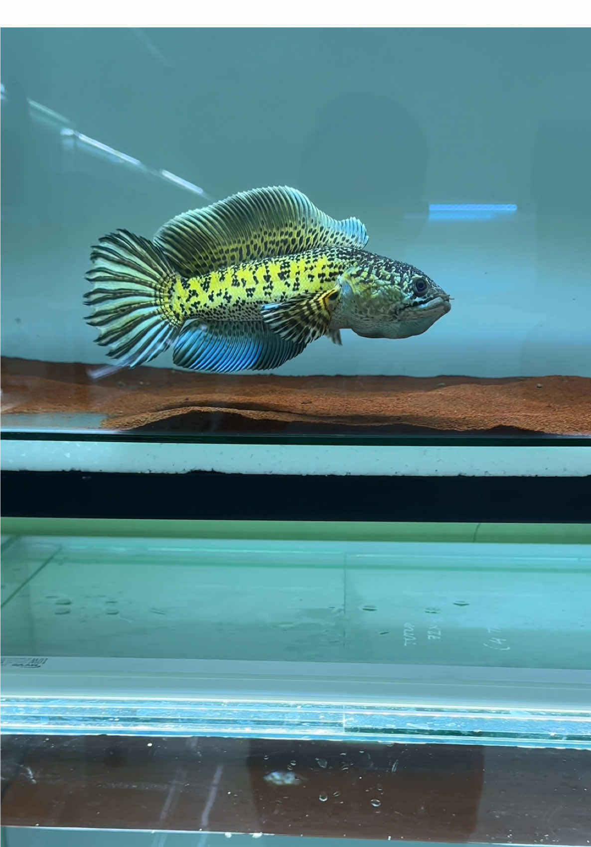 Sort body super high fin 😇😇 #channa #auranti #aurantimaculata 