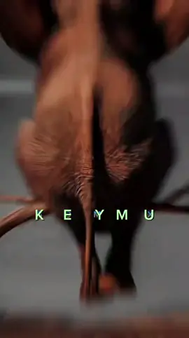 አህያ አጋዛዙን ስዝ አምሊጡ😂#Amaharic quote#foryoupage#viraltiktok #fyp #100kviewsethiopian_tik_tok🇪🇹🇪🇹🇪🇹🇪🇹 