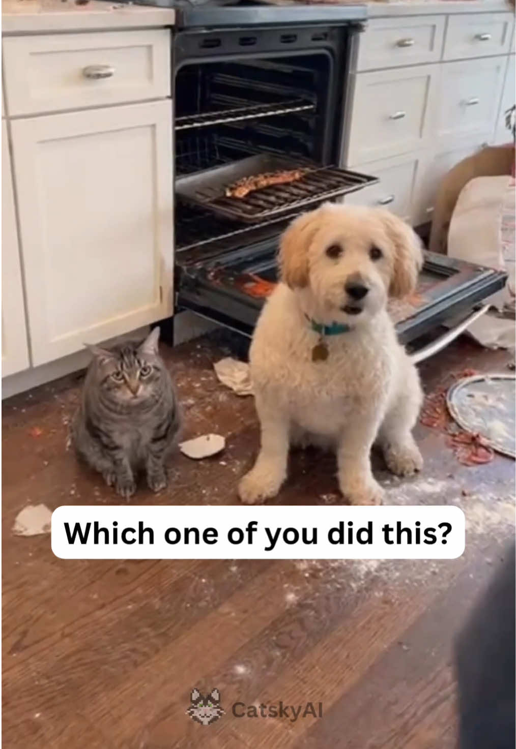 Cats blaming dogs 🐕 🐶 #cats #dogs 