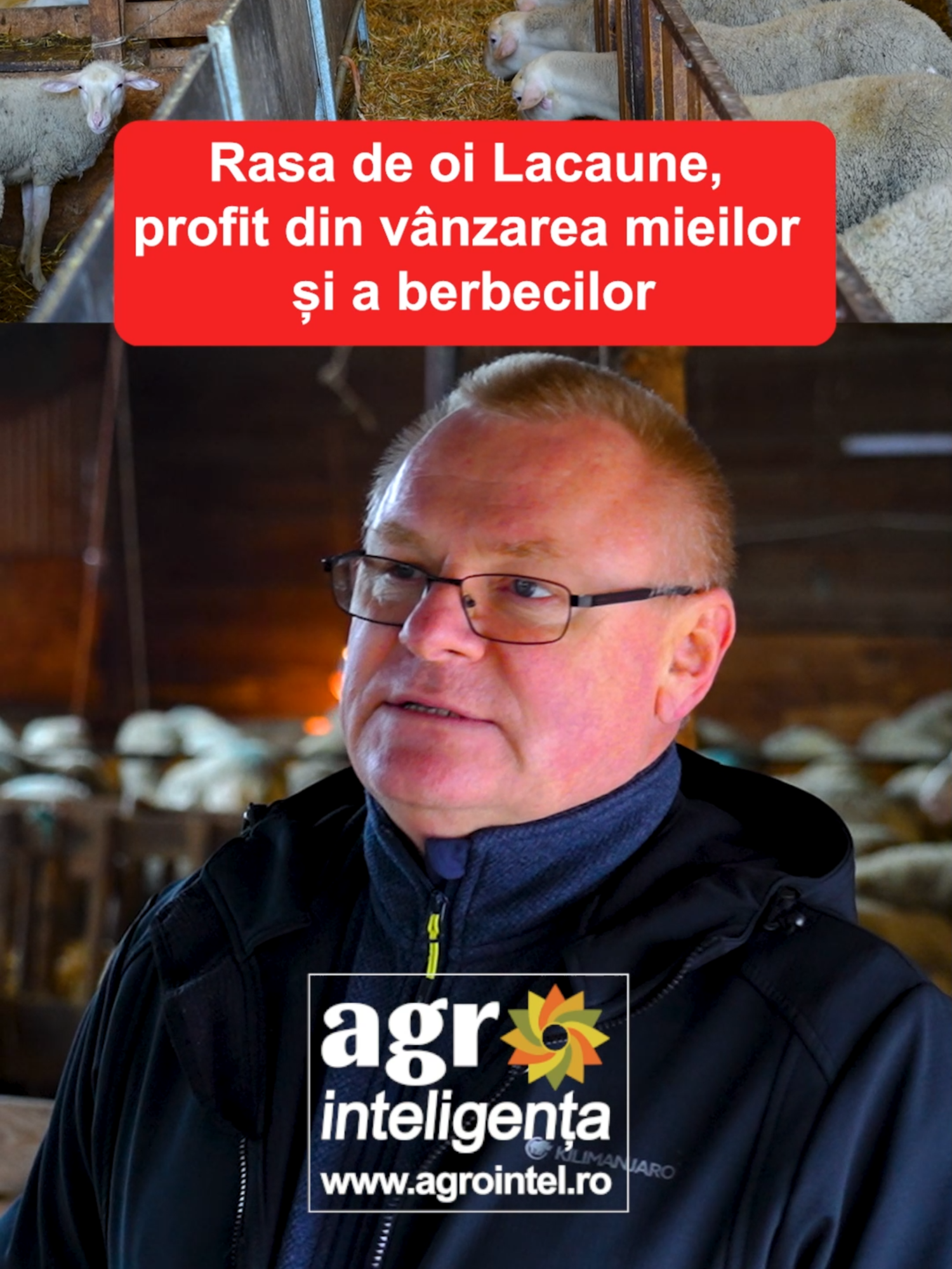 Dancs Adorján, Ferma Dancsék - Sfântu-Gheorghe, Covasna: Rasa de oi Lacaune, pofit din vânzarea mieilor și a berbecilor #agrointeligenta #agrointelRO #stiriagricole #agrointel #agricultura #FermieriiRomaniei