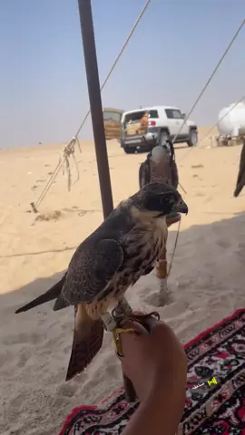 جليميه#مقناص_الطيور 
