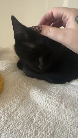 I was literally just trying to pet him #cat #blackcats #catsoftiktok #cattok 