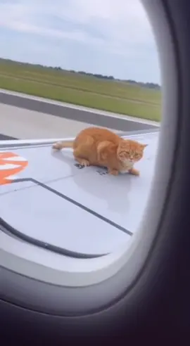 Cat on a Plane Wing #cats #funnycats #flying 