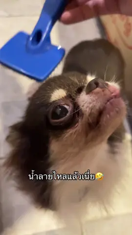 น้ำลายไหล อยากกินปิ้งไก่#ชิวาว่า #ชิวาวาน่ารัก #สัตว์เลี้ยงtiktok #หมาพูดได้ 