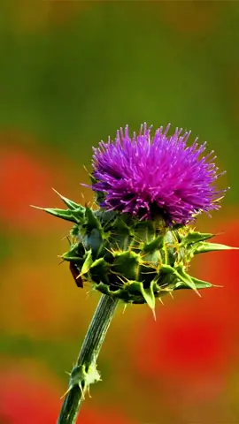 The best herbs to heal your body naturally 🌿 #health #nutrition #naturalhealing #herbs 