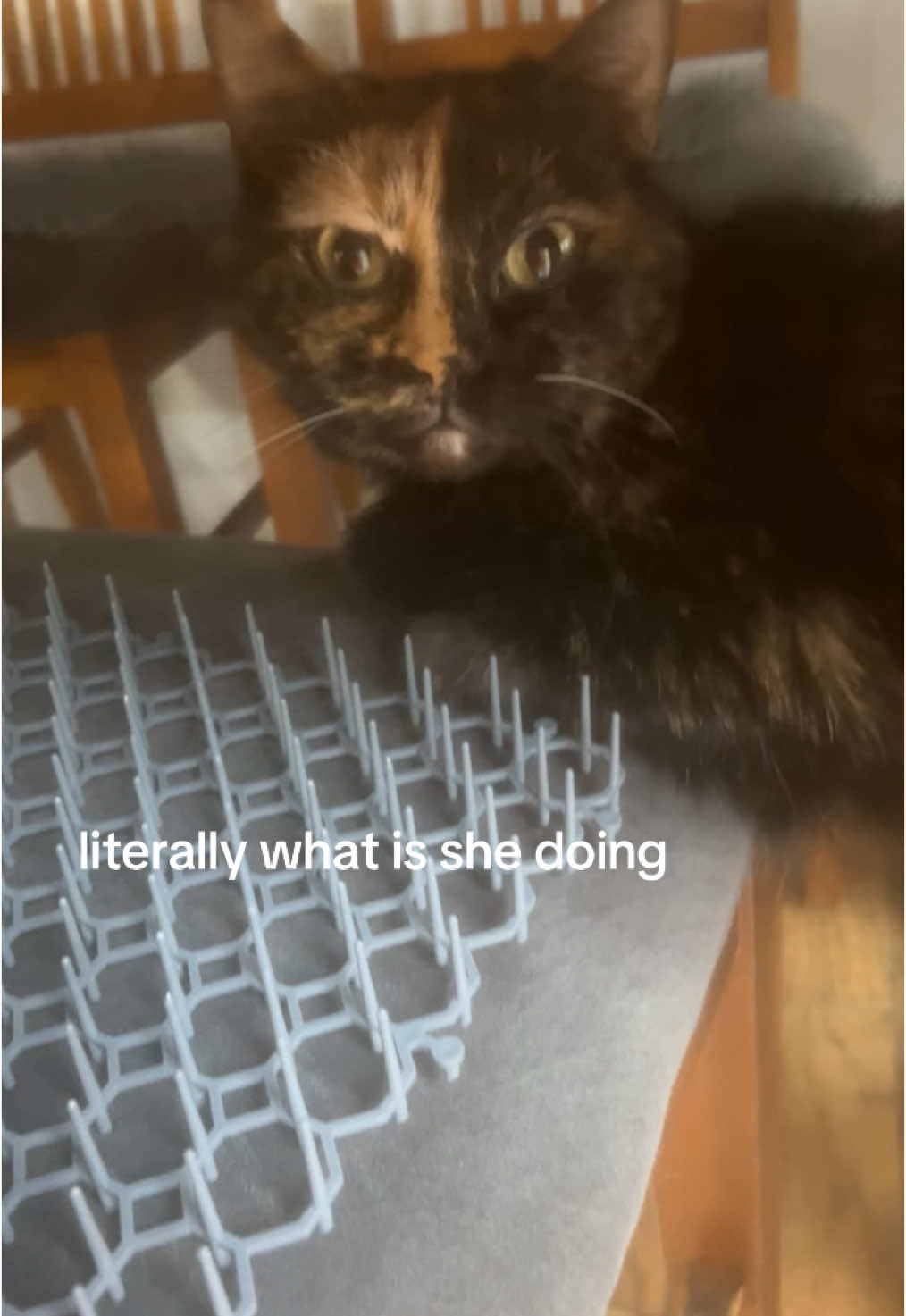 I DIDNT PUT THESES ON THE CHAIRS!!!! PLZ STOP ATTACKING MEEEE😭😭😭#cat #fyp #whatishappening #help #goofyahhcat 