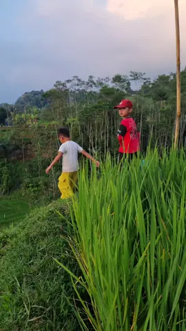 mengingatkan waktu kecilku dulu  #pedesaan #kampunghalaman #cianjurjawabarat #fyp #viralvideotiktok 