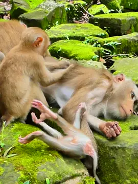 Libby and Luna try to rescue Baby Lynx from lock of stone ! #babymonkey🐒❤️ #Monkey #babymonkey #Animals