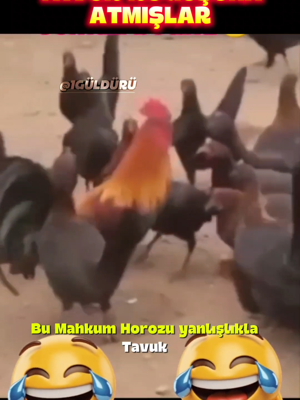 HOROZU YANLIŞLIKLA TAVUK KOĞUŞUNA ATMIŞLAR #keşfetteyizzz #komik #keşfet #komedi #öneçıkar 