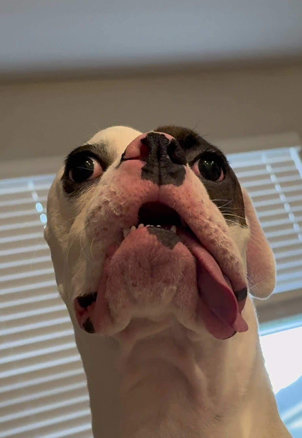 The Fwanks Show #funny #cute #puppy #dog #fyp