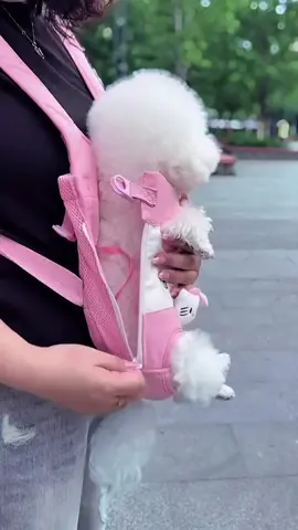 #Pets #dogsoftiktok #dogowners #smalldog 