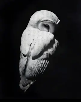 #owl
