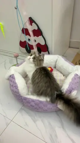 Double_tap_if_you_think_she is_cuteeee_❤️❤️❤️._._._._ #happyandpolly #catbed #cacouch #cat #gato #catinstagram #catinsta #minut #pets #cozycatbed #cats #cozyroom #purplrcatbed #fyp