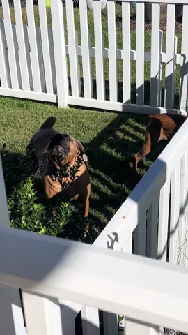 WeeeeeeeoooOoooooo! Rayla wants to be a fireman #fyp #raylamae #fireman #howling #sirens #canecorso #dogcomedy #funnyvideo #sillygirl #canecorsoitaliano #corsoproblems 