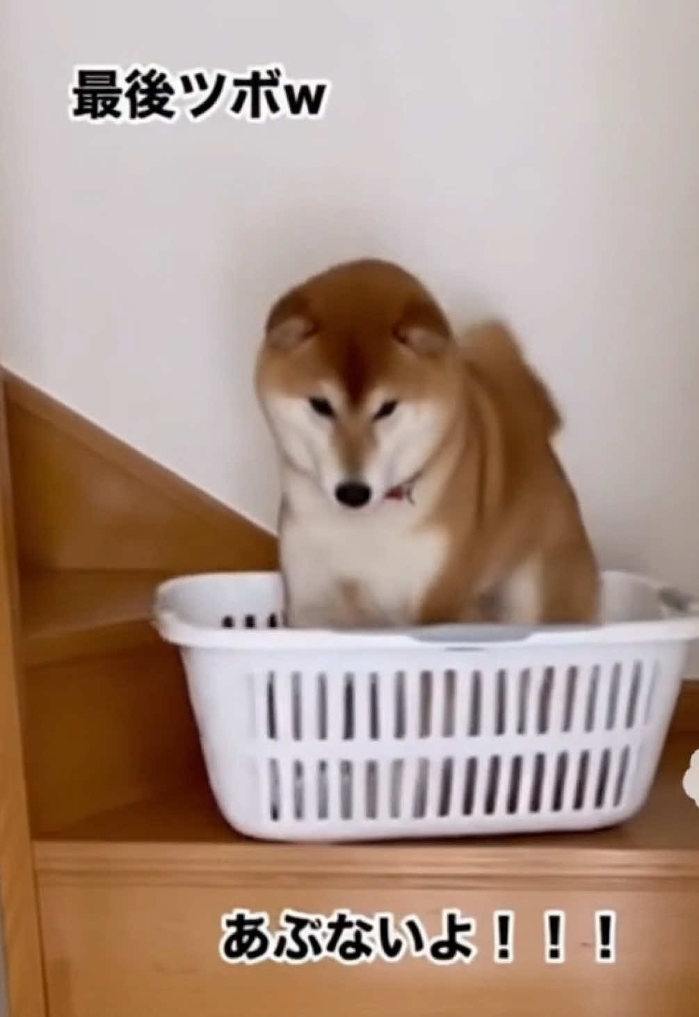 #柴犬のいる生活 #柴犬のいる暮らし #柴犬 #ペット 