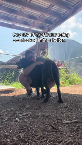 Gryffindor hasn’t had a single adoption application or person ask to meet him since he arrived. We just don’t understand! 😢