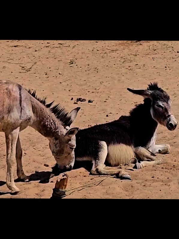 @Dekho Tu Jano #viralditiktok #horsedonkey #texascheck #donkeysanctuary #meetingforthefirsttime 