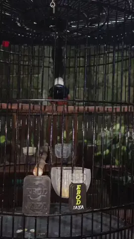 yang katanya buat pusing para Sultan. 😇#muraiborneo #kicaumania #kicaumaniaindonesia #kicaumanianusantara  #muraiborneokalimantan 