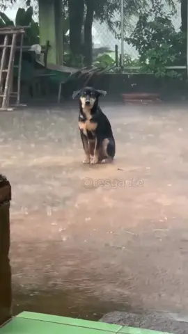 Com apenas R$10, você pode transformar a vida de um cachorro abandonado. A ONG ANIMAL resgata cães em situação de rua e precisa da sua ajuda urgente. 🐾 Sua doação ajuda a alimentar, castrar e encontrar um lar para animais que foram deixados para trás. 📲 DOE via PIX: Onganimal10@gmail.com Ajude agora e faça parte dessa corrente de amor.