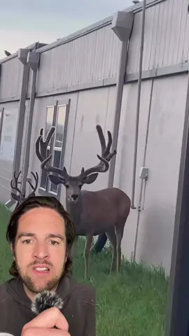 Buck deer protect bay fawn deer in heartwarming clip. Top scientific experts can’t explain it. #deer #hunting #wildlife #nature #fyp 