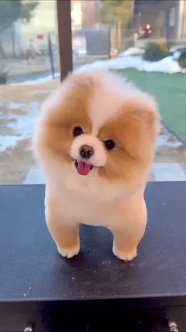 وایییی🤣🤣🤣 #سیافوش #فان #خنده #اکسپلور #عسلی 