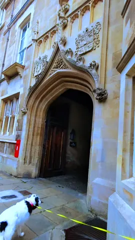 Lucy lived her little adventure in Cambridge.  #CambridgeCollie