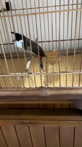 E mới đổi cám gà được có 1 hôm nay tối lên mở đèn mà tụi nó làm gì mà dữ vậy?😆