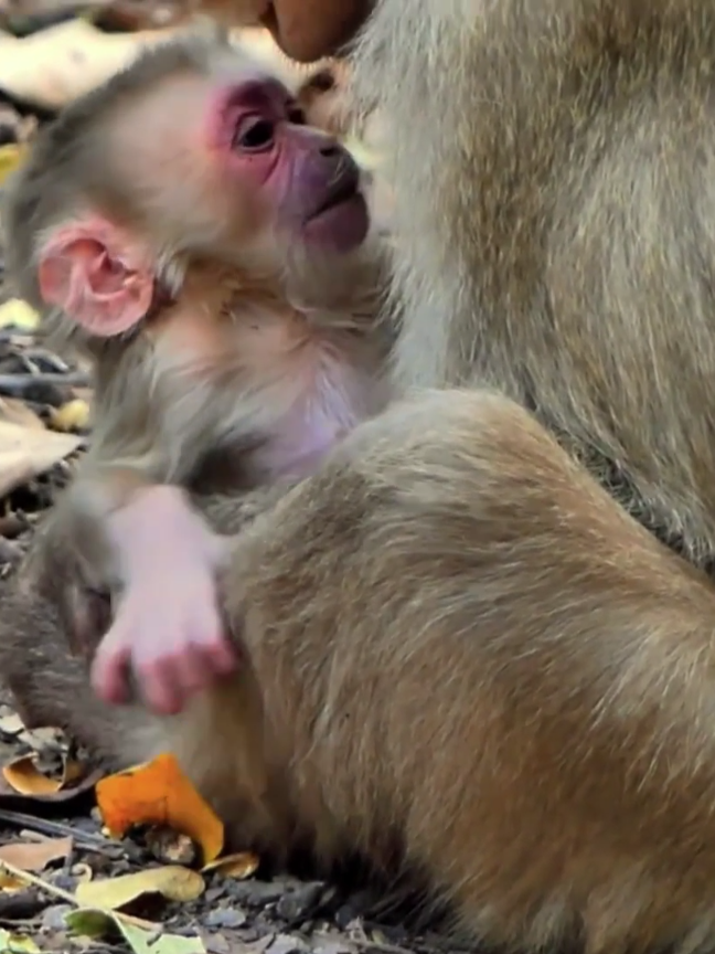 Poor baby monkey, 