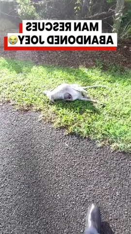 The baby kangaroo was found lying in its mother's pouch and was taken home by local people to care for. #animals #thank #loveanimals #rescue #Love 