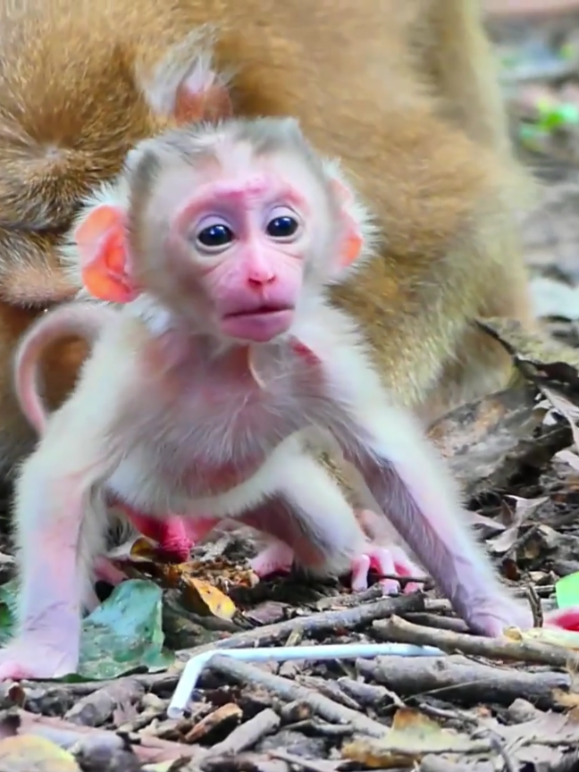 Lovely baby monkey learning to walk ❤ #babymonkey #monkey #baby #mom #fyp 